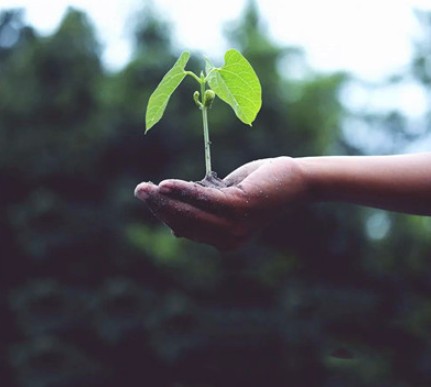 蓝冠注册植树节谈环保 | 艺术圈中那些绿色的“树”